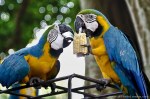 Cartagena-Colombia-city-crusing-parrots.jpg