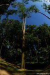 22_JARD_2007_04_25_Rio_JardimBotanico_small_021_color.jpg