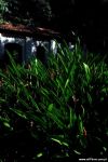 28_JARD_2007_05_02_Rio_Orchids_small_006_color.jpg